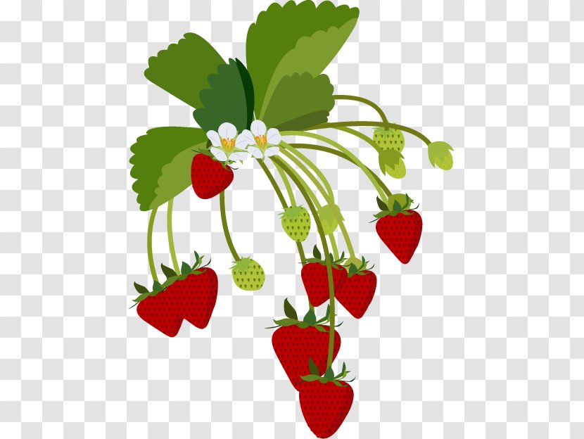 Strawberry Illustration Clip Art Daifuku - Spring - Natural Foods Transparent PNG