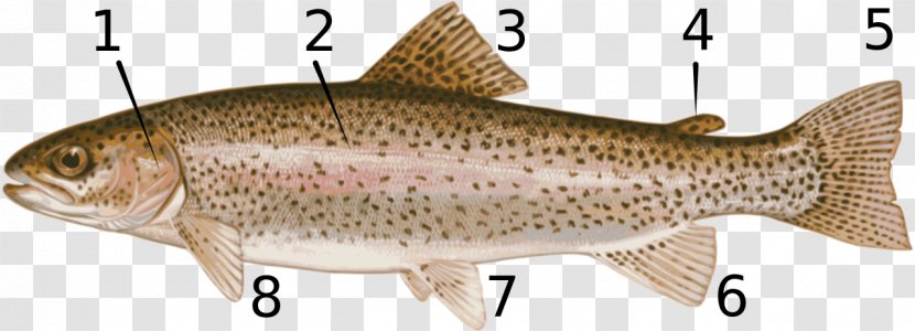 Rainbow Trout Salmonids Fish Stocking - Salmon Transparent PNG