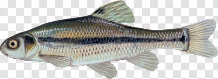 Fathead Minnow Bluntnose Freshwater Fish - Animal Figure - Fishing Bait Transparent PNG