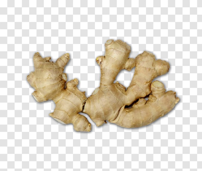 Ginger Beer Ingredient Icon - Galangal Transparent PNG