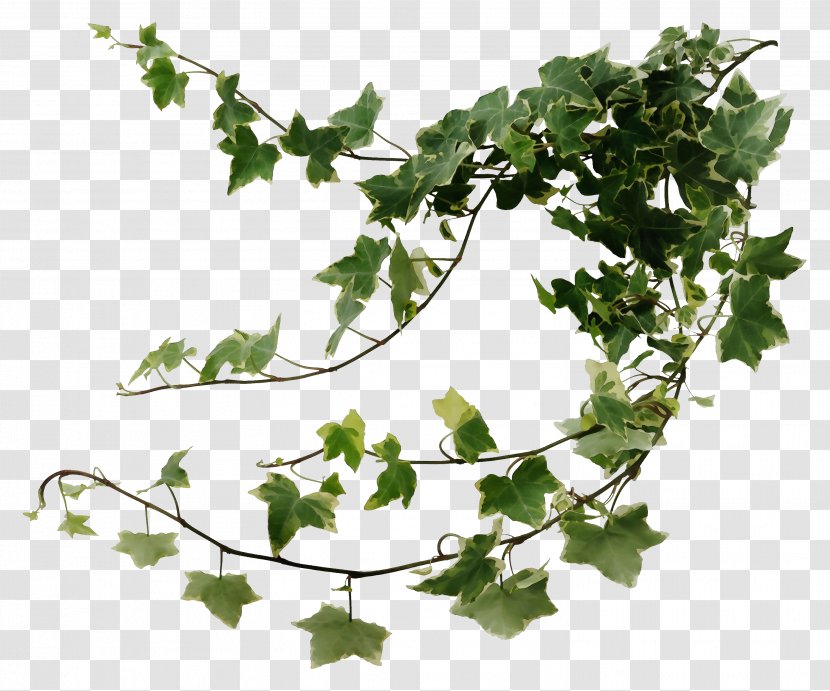 Drawing Of Family - Ivy - Grape Leaves Transparent PNG