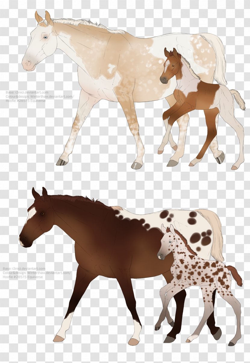 Mustang Pony Foal Mare Halter - Chestnut Appaloosa Transparent PNG
