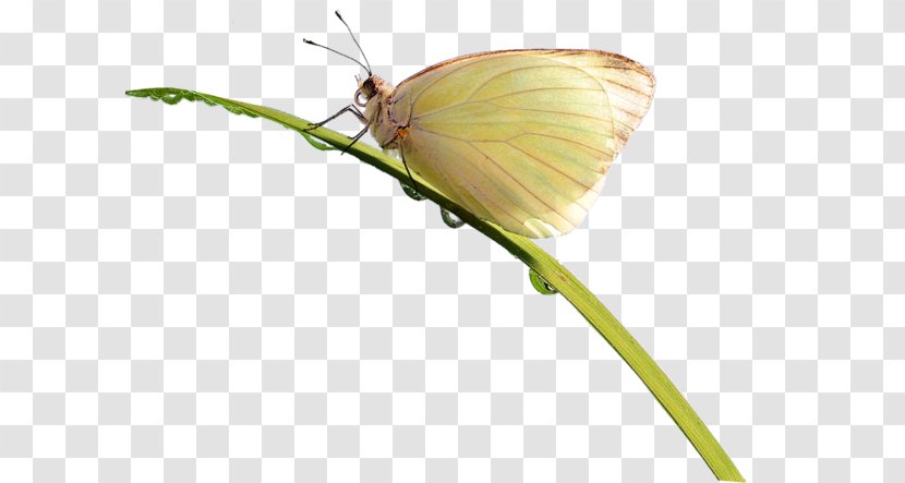 Brush-footed Butterflies Butterfly Pieridae Insect Gossamer-winged - Internet Transparent PNG