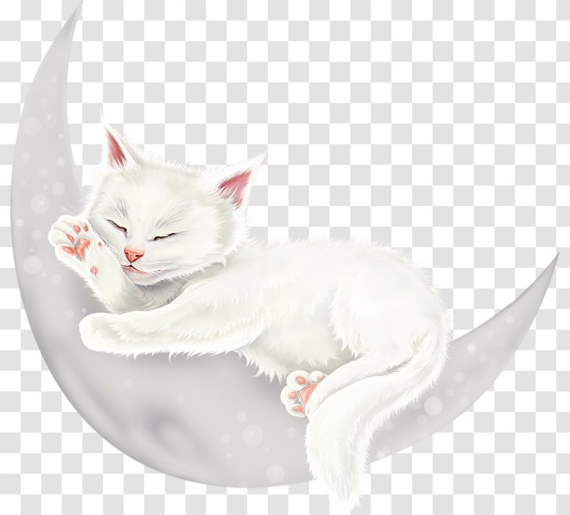 Kitten Whiskers Turkish Van Angora Domestic Short-haired Cat - Centerblog Transparent PNG