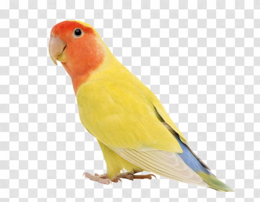 Budgerigar Rosy-faced Lovebird Stock Photography Cockatiel - Eclectus Parrot Transparent PNG