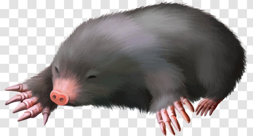 European Mole - Animal - Animals Little Mouse Transparent PNG