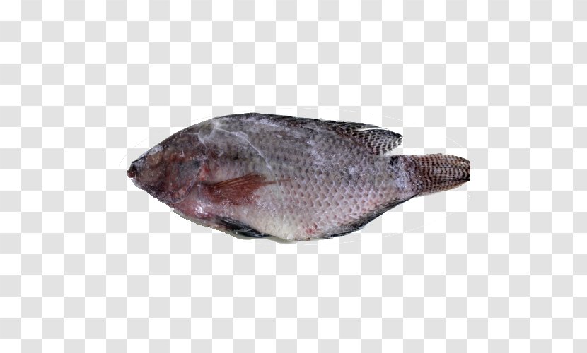 Sole Fish Products Tilapia Oily Fauna - Shoal Of Transparent PNG