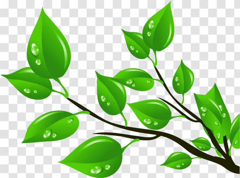 Leaf Clip Art - Green - Skunk Transparent PNG