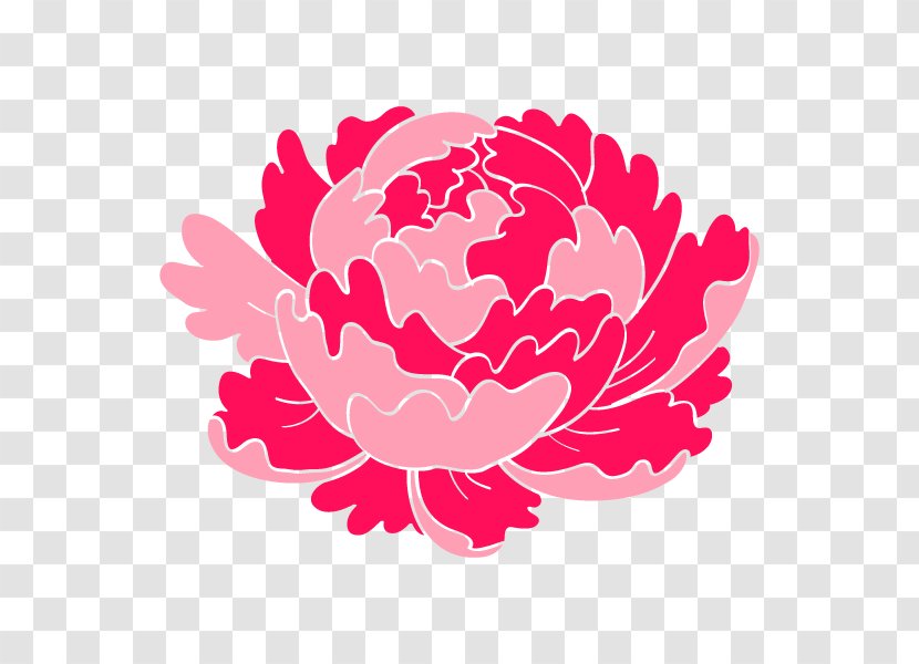 Illustration Peony Clip Art Rose Family Floral Design - Order - Pink Transparent PNG