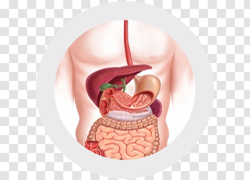 Gastrointestinal Tract Digestion Human Digestive System Endoscopy Gastroenterology - Heart - Health Transparent PNG