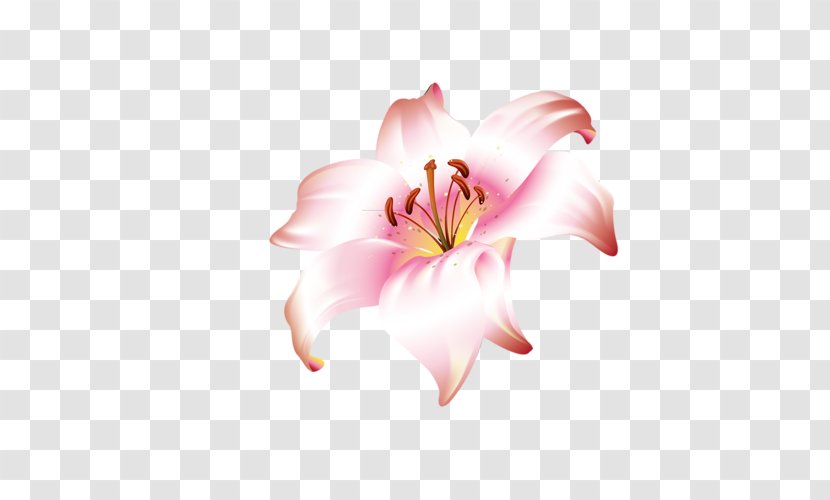 Lilium Brownii Flower Jersey Lily - Flowering Plant Transparent PNG