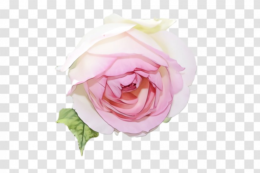 Garden Roses - Petal - Plant Floribunda Transparent PNG