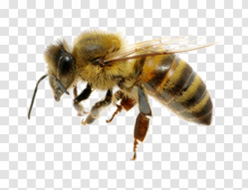 Western Honey Bee Insect Characteristics Of Common Wasps And Bees - Membrane Winged Transparent PNG