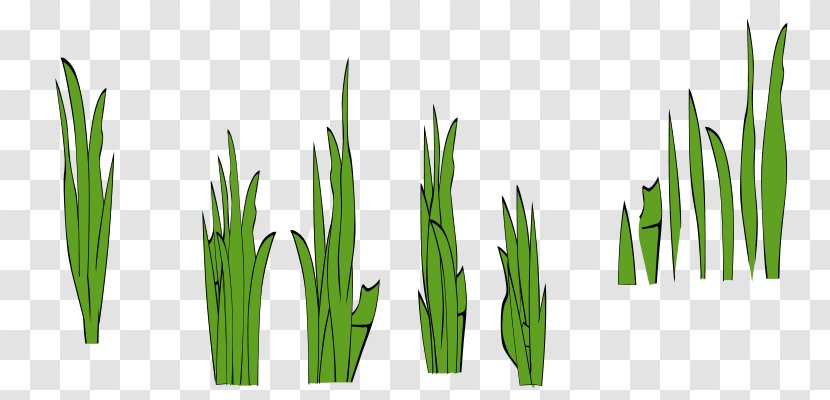 Clip Art - Grass Family - Blade Design Transparent PNG