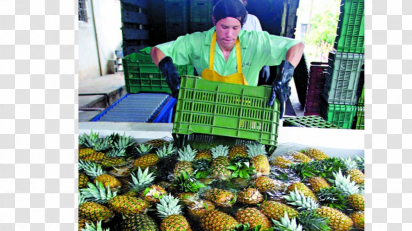 Pineapple Juice Fruit Vegetarian Cuisine Costa Rica - Plant Transparent PNG