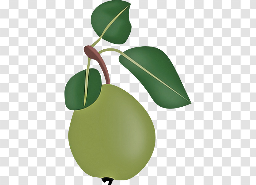 Leaf Fruit Plant Plant Structure Science Transparent PNG