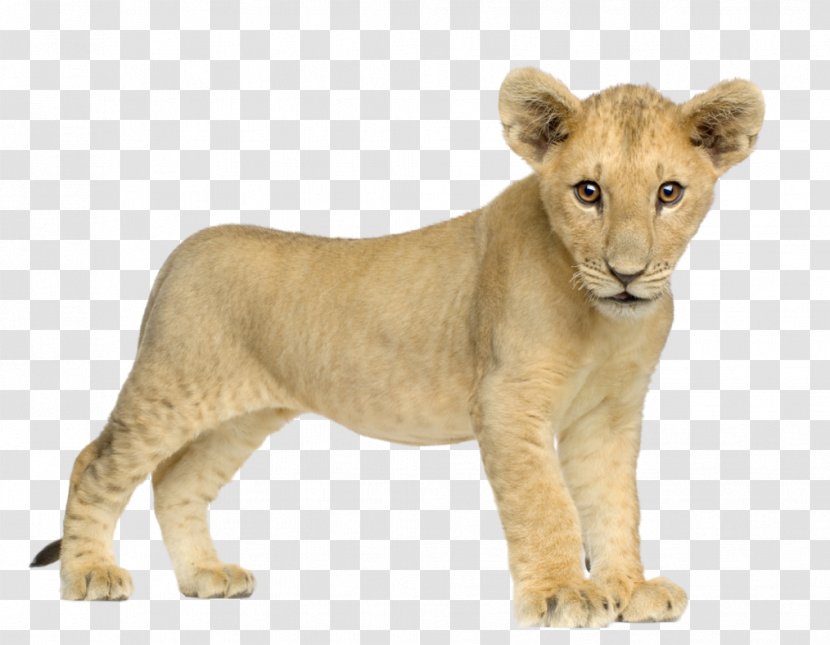 Lion Tiger - Mammal - Image, Free Image Download, Picture, Lions Transparent PNG