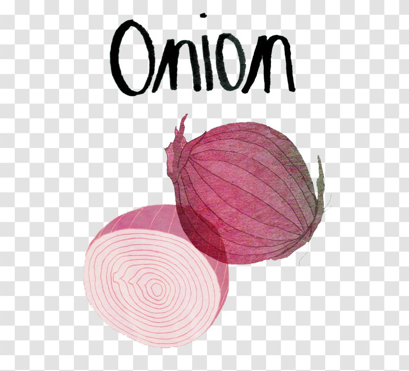 Red Onion Vegetable Food Illustration - Drawing Transparent PNG