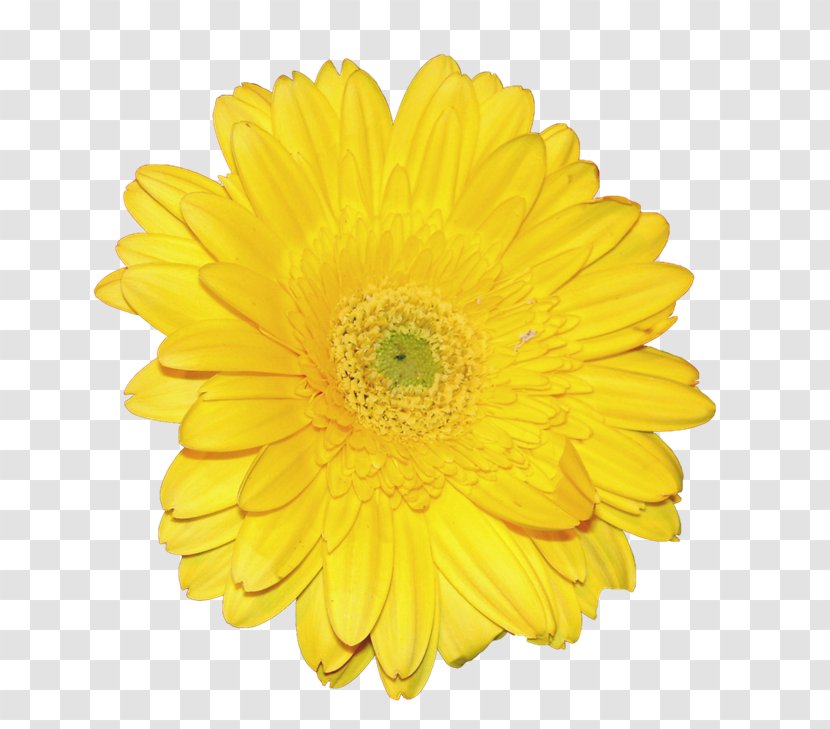 Flower Yellow Icon - Sunflower - Chrysanthemum Transparent PNG