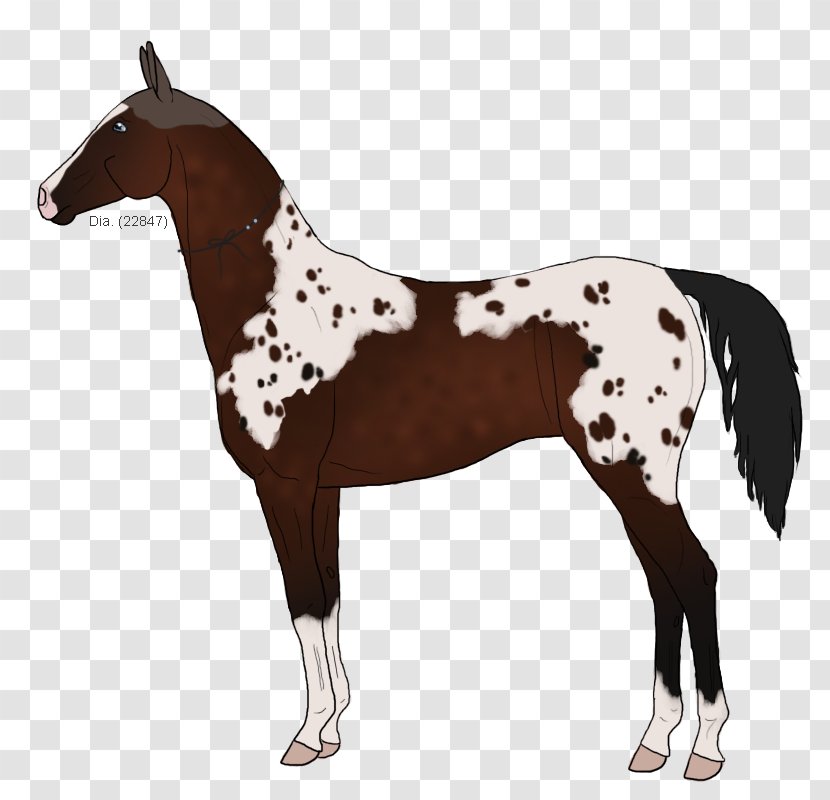 Mustang Foal Stallion Halter Mare - Rein Transparent PNG