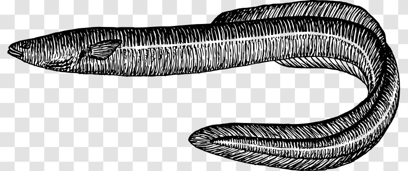 Electric Eel Drawing Sargasso Sea Clip Art - Worm - Reptile Transparent PNG