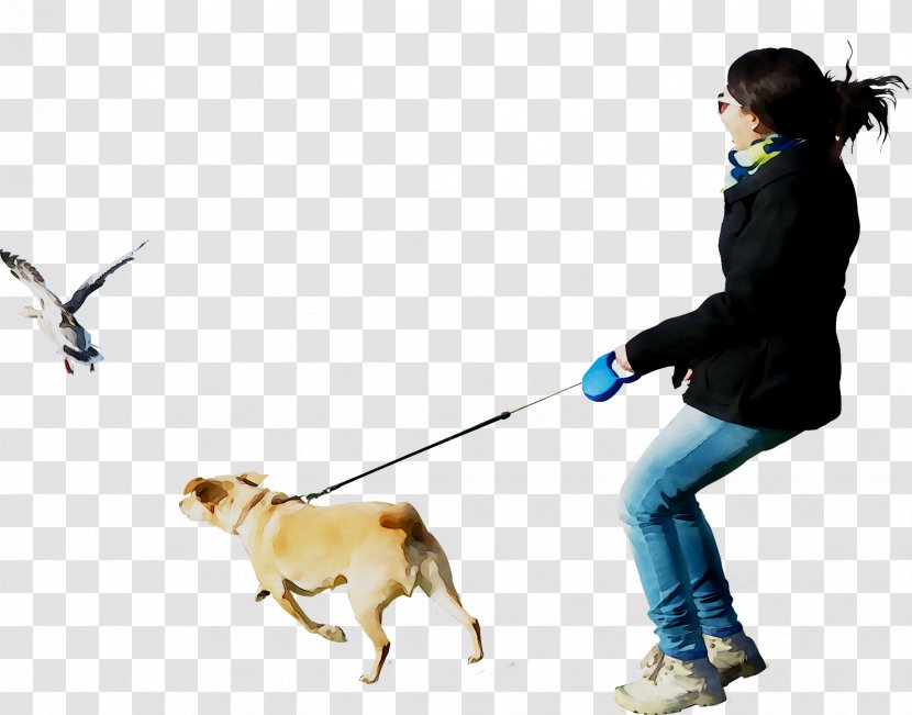 Dog Breed Leash Siberian Husky Puppy Bulldog - Obedience Training Transparent PNG