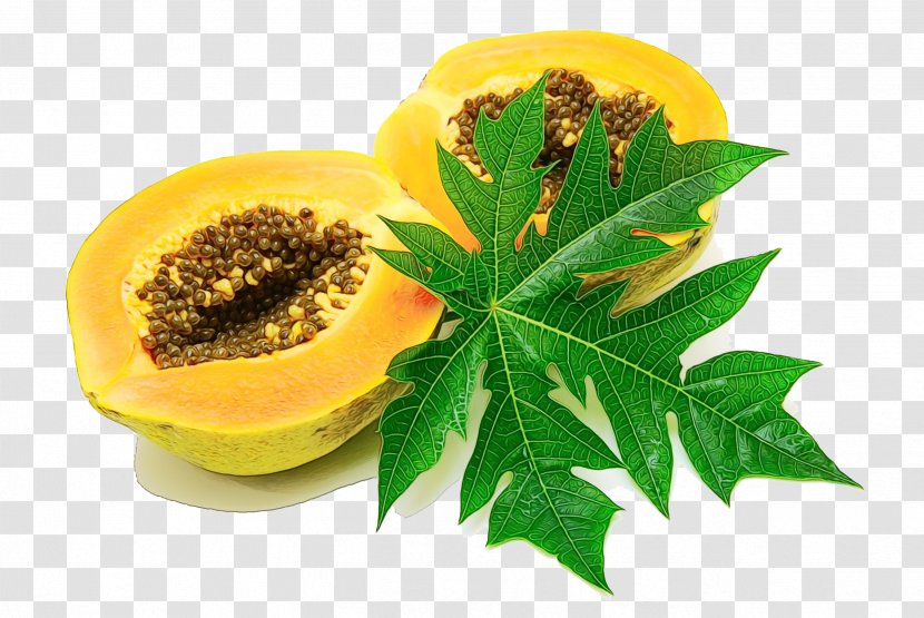 Papaya Leaf - Therapy - Sunflower Tree Transparent PNG