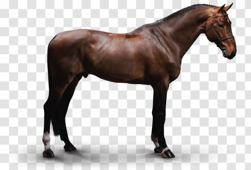 Stallion Mustang Eclipse Mare Hunt Seat - Sorrel Transparent PNG