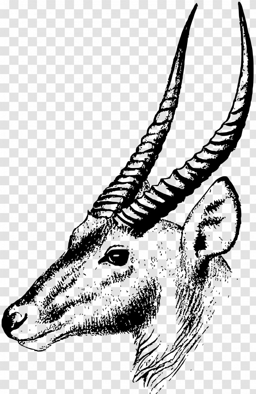 Antelope Oryx Impala Clip Art - Dorcas Gazelle - Drawing Transparent PNG