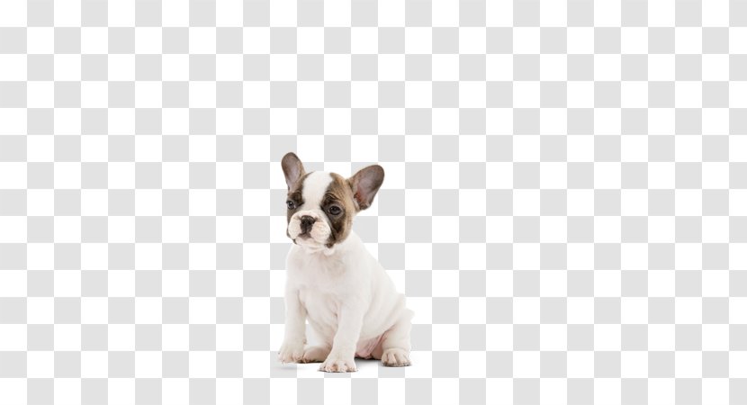 French Bulldog Toy Puppy Dog Breed Transparent PNG