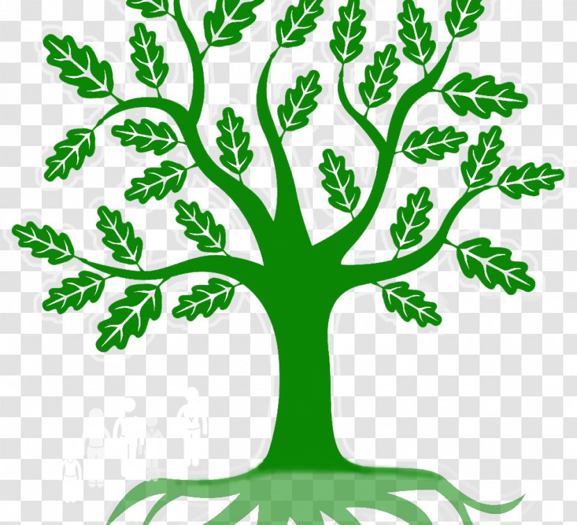 Branch Green Leaf Root Clip Art - Oak Transparent PNG