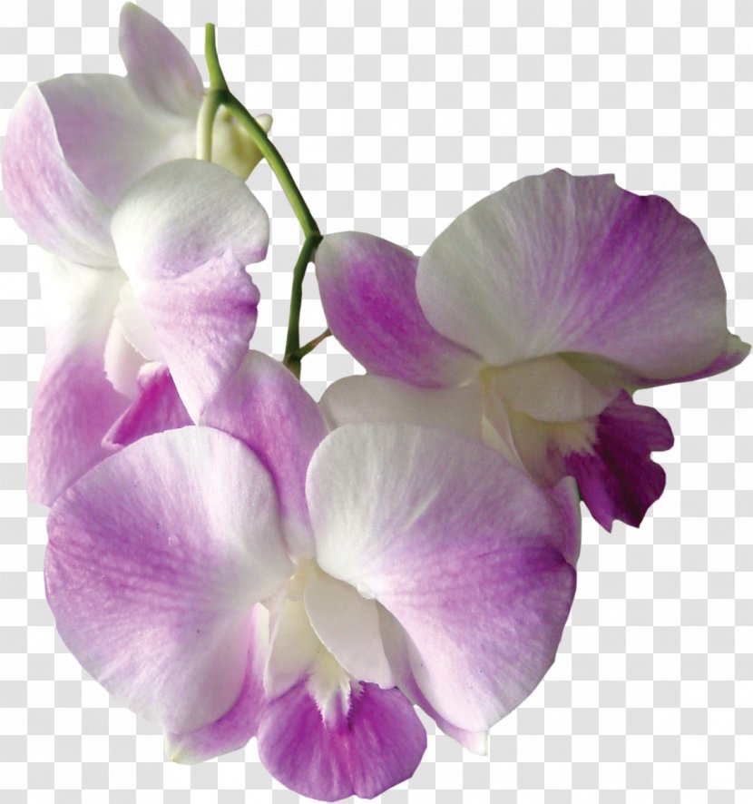 Flower Spathoglottis - Magenta - Gladiolus Transparent PNG