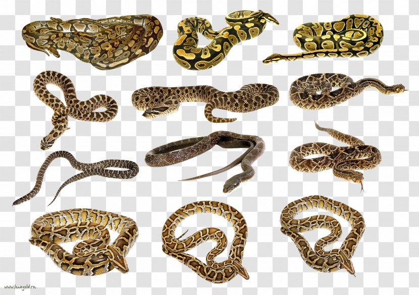 Snakes Rattlesnake - Serpent - Snake Image Picture Download Free Transparent PNG