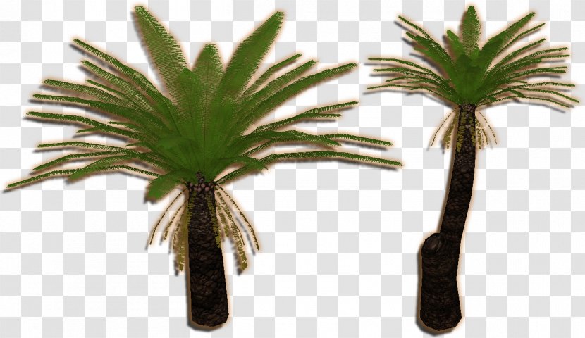 Zoo Tycoon 2 Plant Arecaceae Cycad Tree - Eucalyptus Transparent PNG