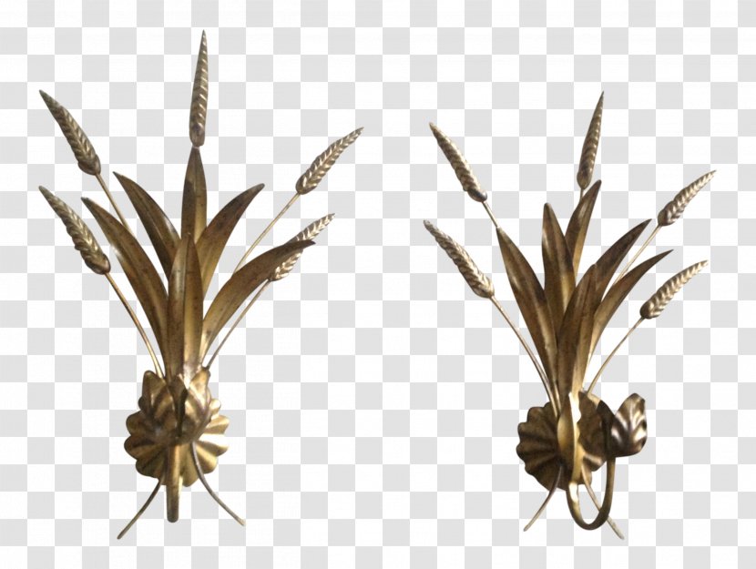 Grasses Twig Plant Stem Commodity Family Transparent PNG