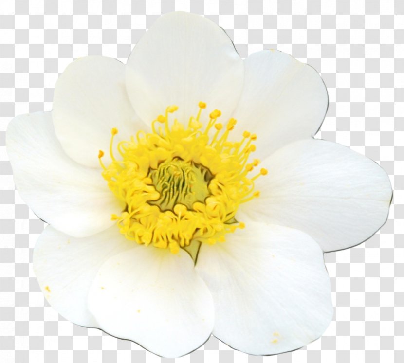 Flower Petal White Yellow Plant - Paint - Windflower Wildflower Transparent PNG