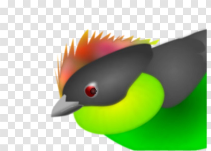 Download - Close Up - Finch Transparent PNG