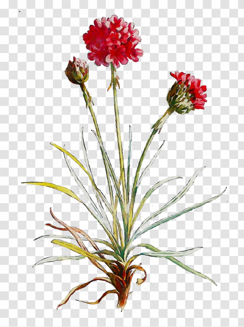 Carnation Floral Design Cut Flowers Plant Stem - Plants Transparent PNG