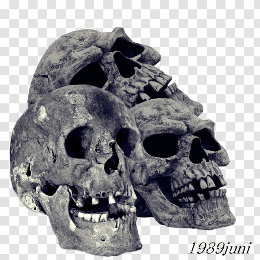 Human Skull Symbolism Skeleton Transparent PNG