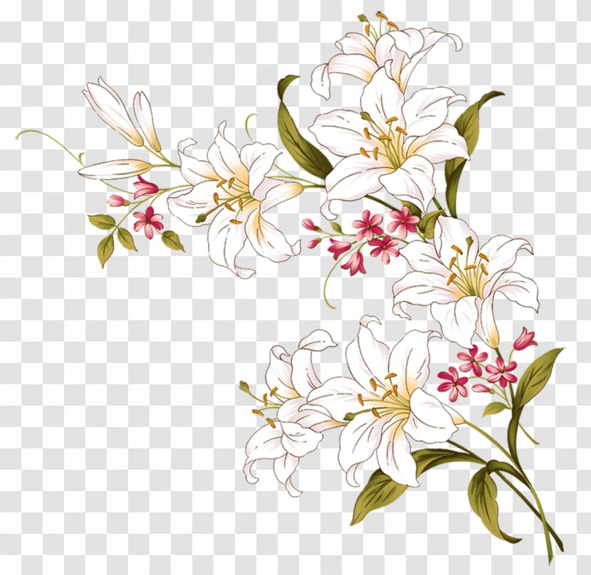 Painting Lilium Drawing - Plant - Lily Transparent PNG