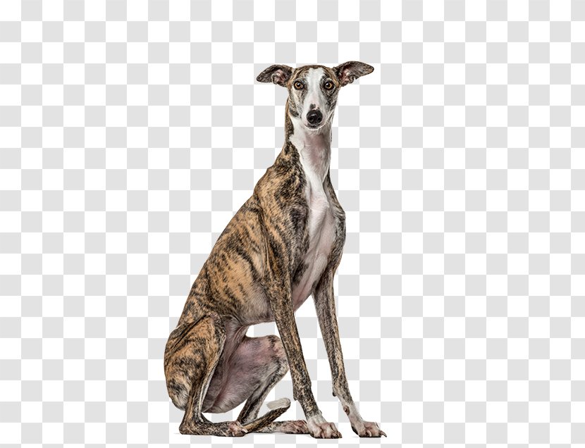Lurcher Spanish Greyhound Whippet Italian - Longdog Transparent PNG
