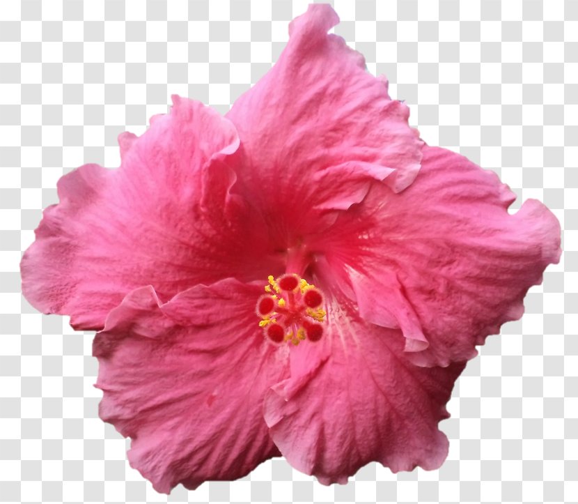 Hibiscus Cut Flowers Pink M Petal - Magenta - Peach Transparent PNG
