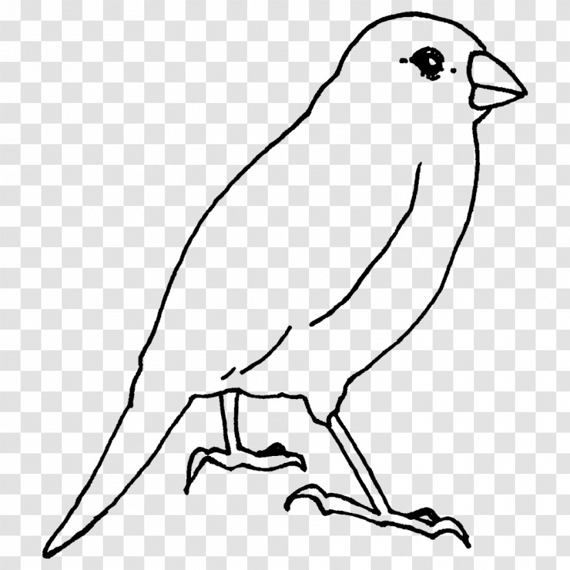 Beak Line Art Tail Transparent PNG