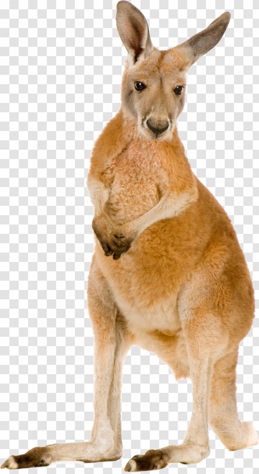 Kangaroo Macropodidae Clip Art - Dog Transparent PNG