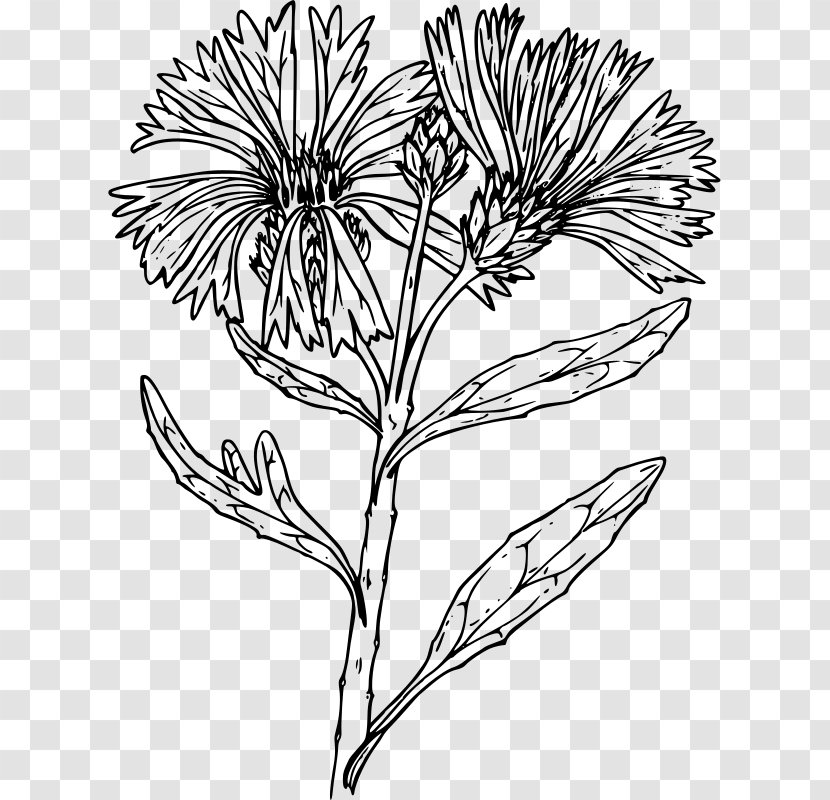 Line Art Flower Drawing - Wildflower - Bachelor Transparent PNG