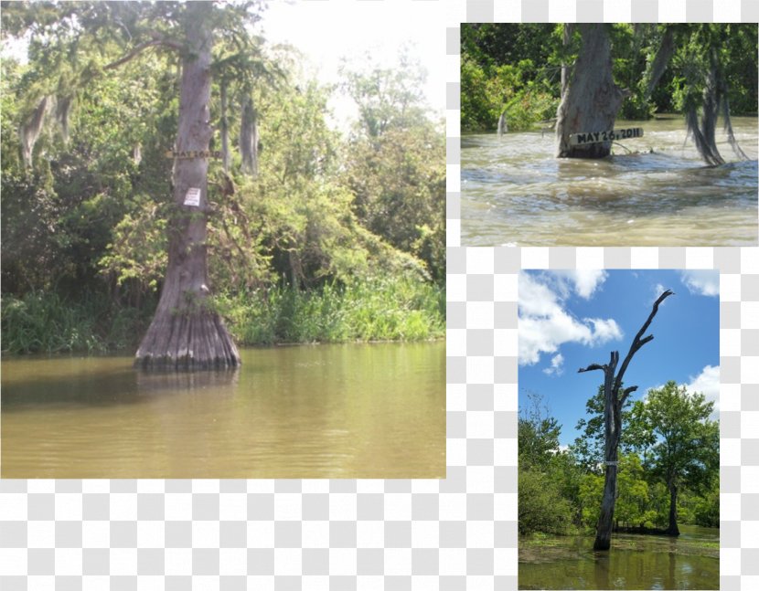 Bayou Pigeon, Louisiana Atchafalaya Basin Riparian Zone Swamp - Ecosystem - Lake Transparent PNG