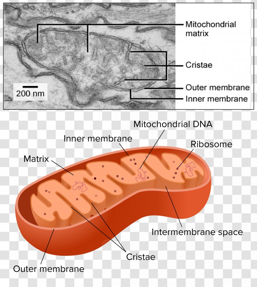 Mitochondrion Organelle Cellular Respiration Chloroplast - Cartoon - Silhouette Transparent PNG