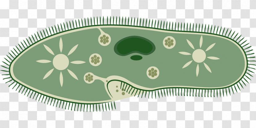 Microbiology Science Microorganism Unicellular Organism Transparent PNG