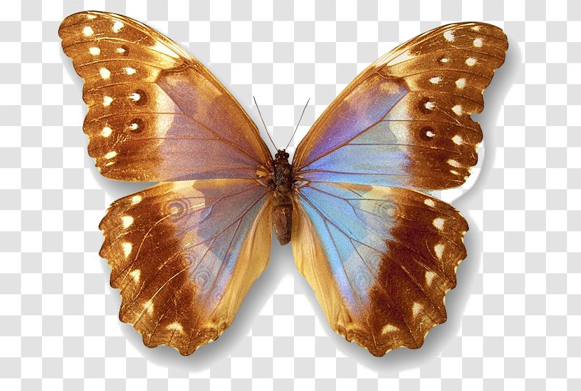 Gfycat Information Animaatio - Moth Transparent PNG