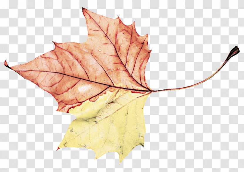 Maple Leaf - Deciduous - Yellow Transparent PNG